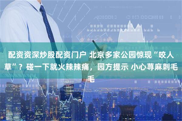 配资资深炒股配资门户 北京多家公园惊现“咬人草”?碰一下就火辣辣痛,园方提示 小心荨麻刺毛